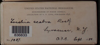 Image Associated With the Occurence